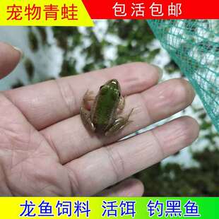 小蝌蚪活体冰冻小青蛙稻田蛙鲜活养殖黑斑蛙龙鱼角蛙饲料活饵料