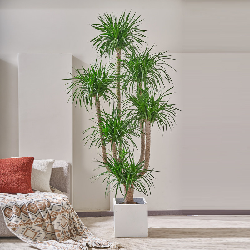 龙须树盆栽绿植20年大型老桩多头龙血树客厅风水树办公室网红植物