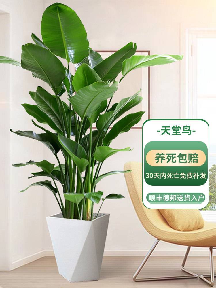 天堂鸟盆栽客厅绿植大型办公室内好养活新房家用大叶植物花鹤望兰