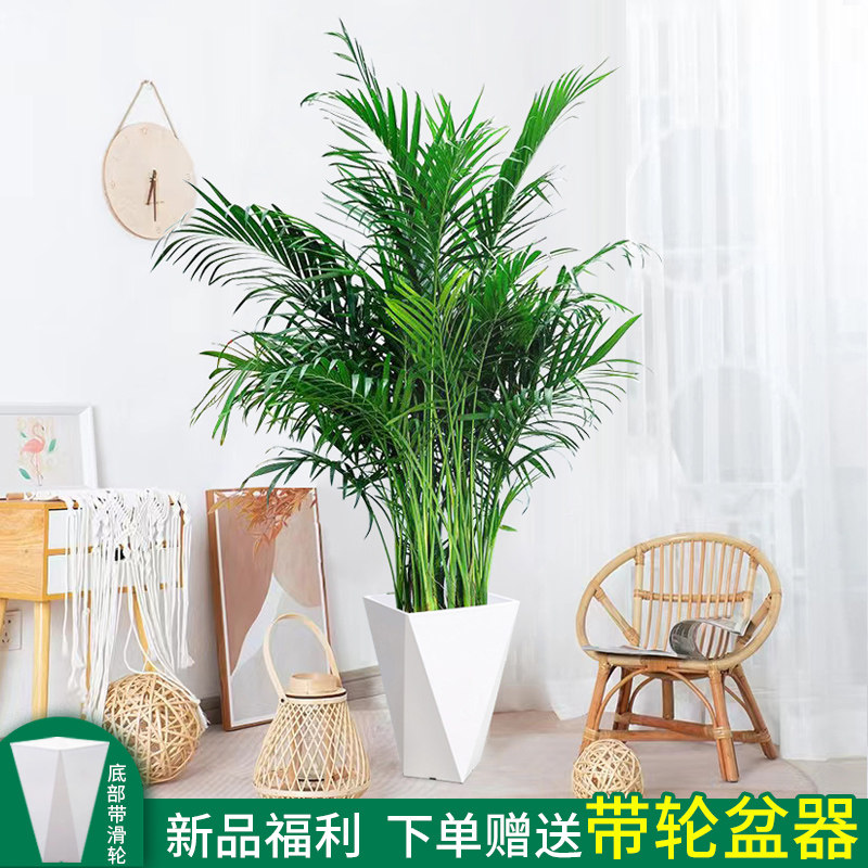 散尾葵室内植物盆栽富贵椰子客厅大型绿植袖珍椰子办公室好养花卉