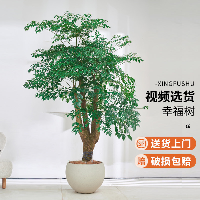幸福树盆栽幌伞风老桩客厅落地发财树绿植大型室内真植物一物一拍