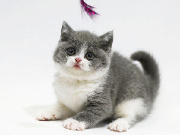 蓝猫幼猫蓝白猫英短猫咪活体纯种美短猫加菲猫银渐层家养猫咪活物|ruв категории животное/Животное питание и принадлежностей, кошка - от Buy2taobao.com для оказания профессиональной услуги покупки агента Taobao