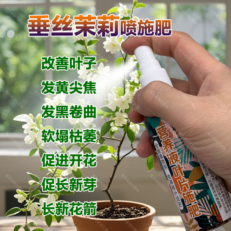 垂丝茉莉专用肥料营养液发黄尖发黑枯萎软塌塌发蔫软下垂叶面肥料