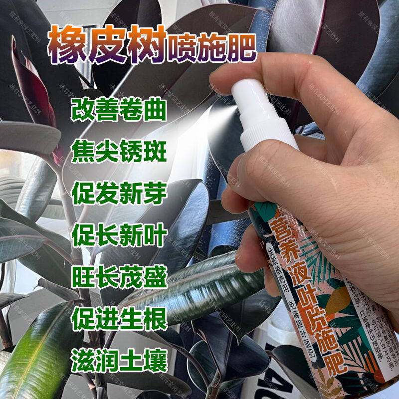 橡皮树专用肥料黑金刚叶子锈斑发软下垂卷叶掉叶肥料促长新叶发芽