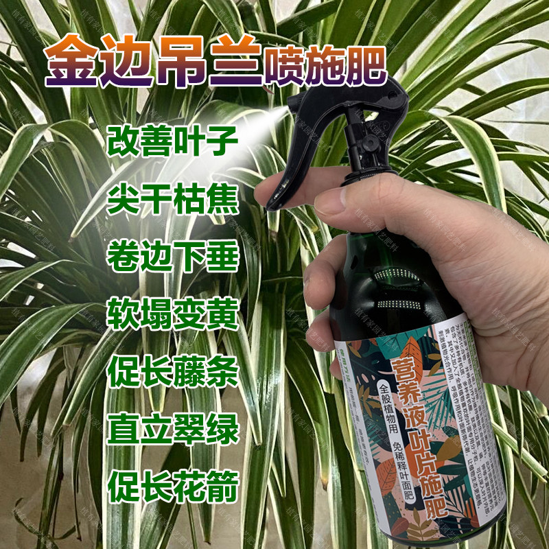 金边吊兰专用肥料土壤盆栽种球水培开花营养液金边吊兰花叶面肥料