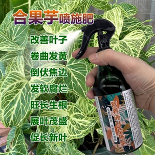 合果芋专用肥料盆栽种球花肥营养液旺长生根展叶茂盛长新叶面肥料