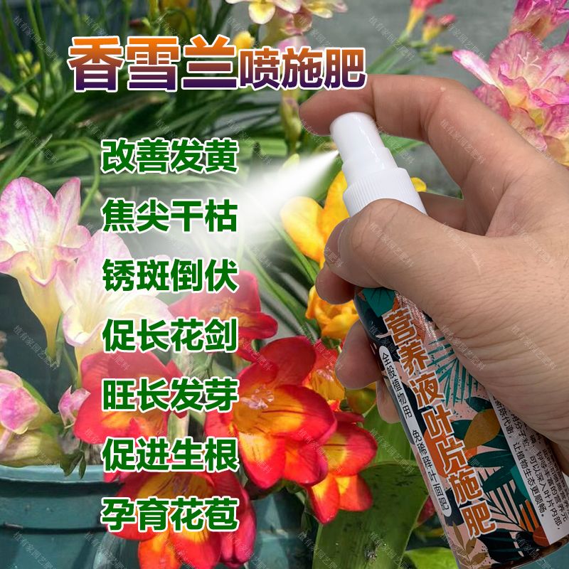 香雪兰专用肥料种植种球营养液花肥发黄焦尖干桔锈斑倒伏叶面肥料