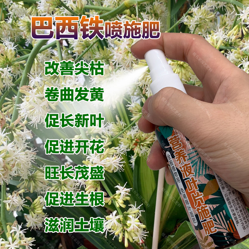 巴西铁专用肥料绿植盆栽营养液叶面肥尖卷曲发黄干枯锈斑叶面肥料,鲜花速递/花卉仿真/绿植园艺,家庭园艺肥料,淘宝优惠券,粉丝福利购,淘宝优惠卷