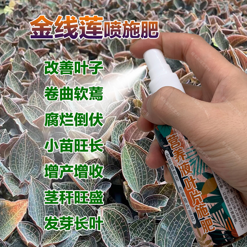 金线莲专用肥料种植苗土盆栽营养液叶子卷曲软蔫腐烂倒伏叶面肥料,鲜花速递/花卉仿真/绿植园艺,家庭园艺肥料,淘宝优惠券,粉丝福利购,淘宝优惠卷