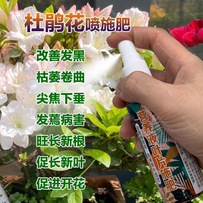 杜鹃花专用肥料叶子发黄锈斑枯萎掉叶片蔫下垂发黄干焦卷曲用肥料,鲜花速递/花卉仿真/绿植园艺,家庭园艺肥料,淘宝优惠券,粉丝福利购,淘宝优惠卷