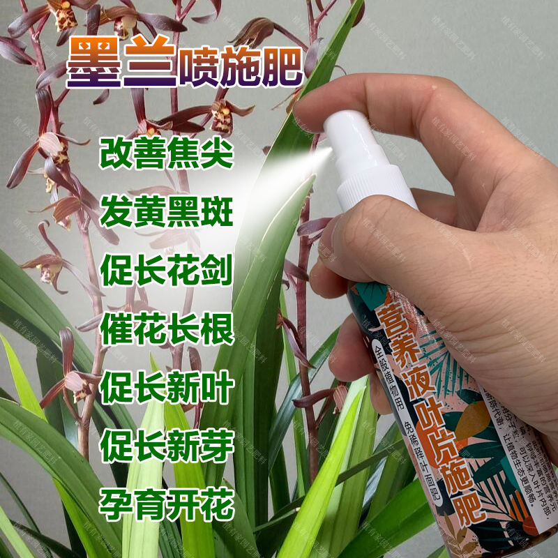 墨兰花专用肥料室内盆栽植物营养液叶子焦尖枯病变黑斑黄兰花肥料