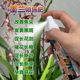 墨兰花专用肥料室内盆栽植物营养液叶子焦尖枯病变黑斑黄兰花肥料