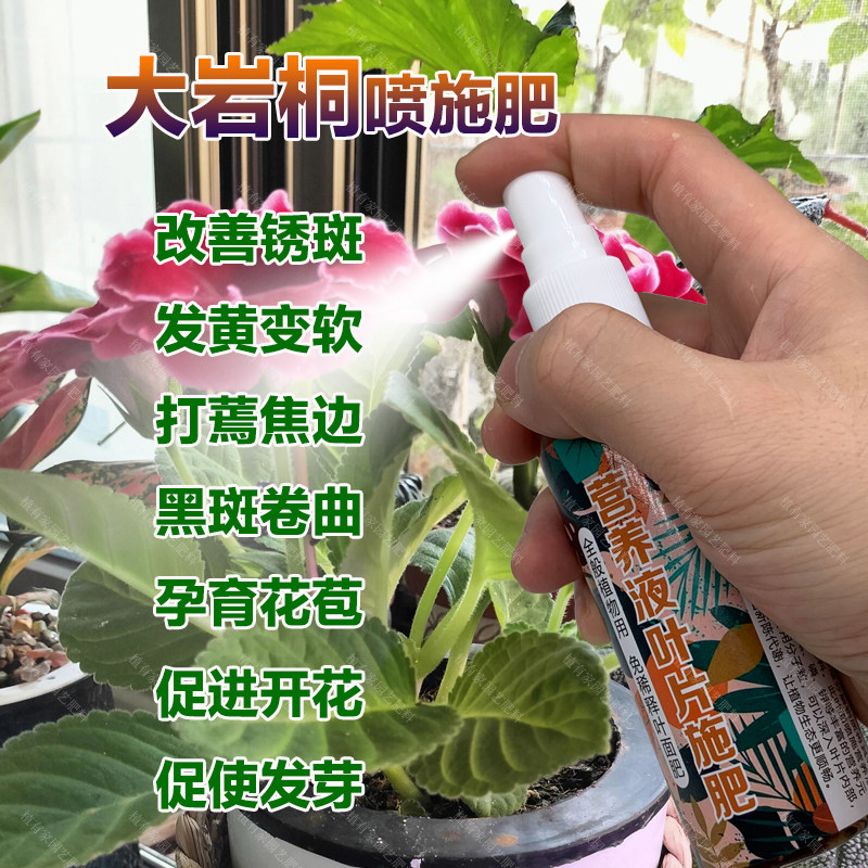 大岩桐专用肥料花盆栽大岩桐花开花苗专用土壤养护营养液叶面肥料
