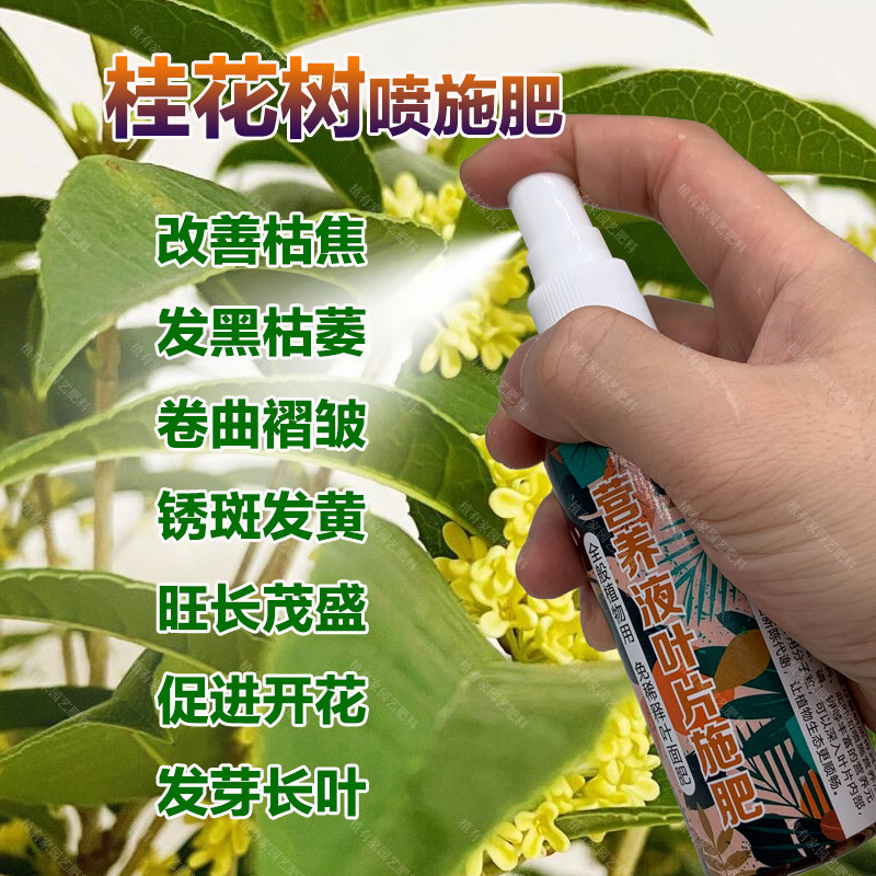 桂花树专用肥料盆栽营养液尖发黄干枯萎黑卷曲褶皱发黄锈斑叶面肥,鲜花速递/花卉仿真/绿植园艺,家庭园艺肥料,淘宝优惠券,粉丝福利购,淘宝优惠卷