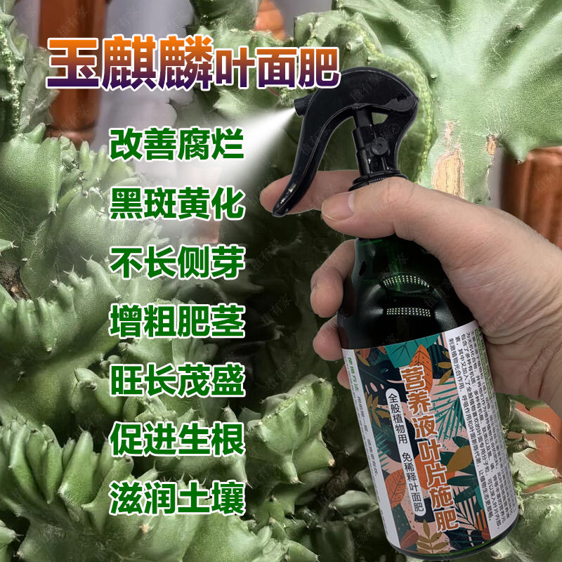 玉麒麟专用肥料盆栽多肉植物仙人掌营养液增肥粗茎生根喷施肥肥料