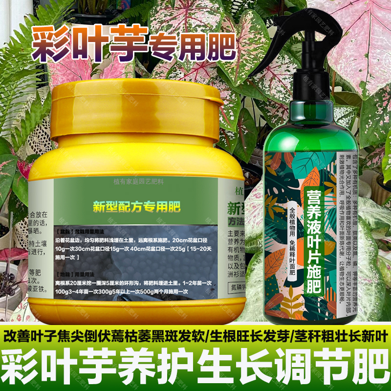 彩叶芋专用肥料营养液叶面肥叶子焦尖倒伏干枯萎蔫发软黑斑化肥料