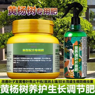 黄杨专用肥料老桩雀舌黄杨树盆景营养液改善黄叶斑片叶枯喷叶面肥