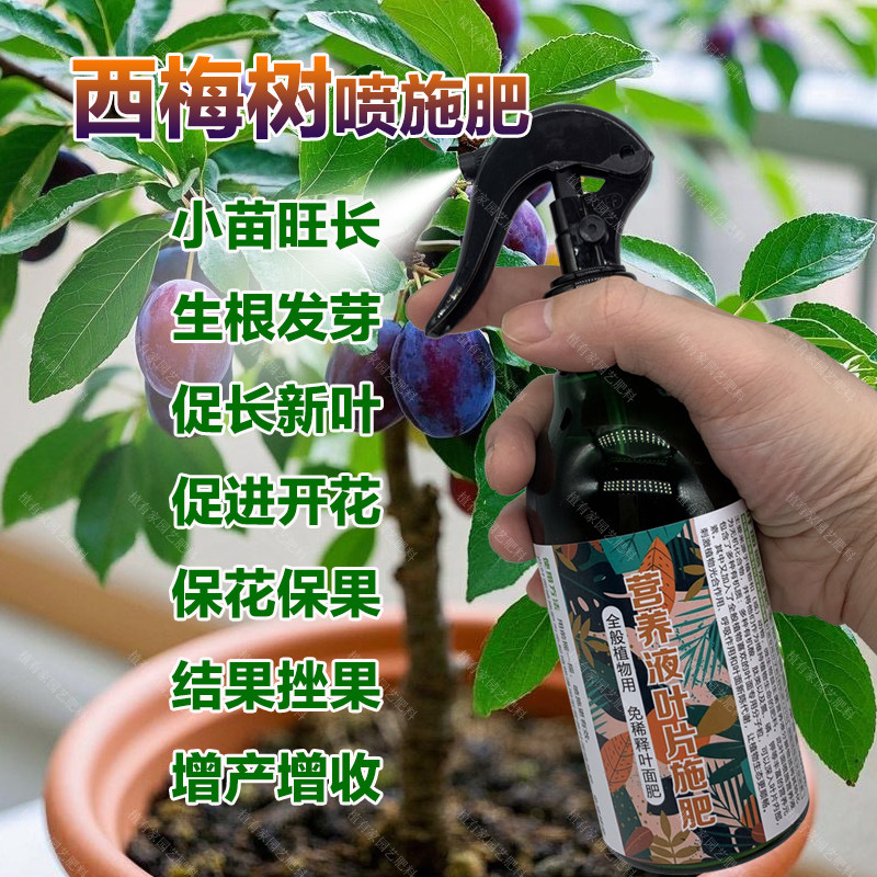 西梅果树专用肥料盆栽小苗旺长生根促发新芽长新叶营养液叶面肥料,鲜花速递/花卉仿真/绿植园艺,家庭园艺肥料,淘宝优惠券,粉丝福利购,淘宝优惠卷