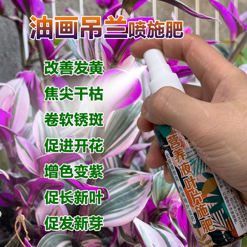 婚礼油画吊兰专用肥料盆栽养殖专用土培水培养护营养液叶面肥肥料