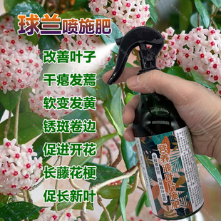 球兰专用肥料爬藤盆栽土壤复合营养液开花长藤花梗促长新叶面肥料