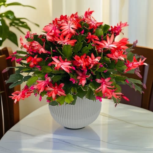 蟹爪兰多色室内阳台四季带花苞