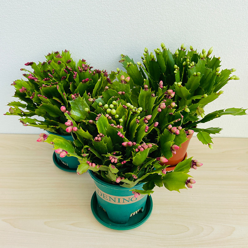 多色蟹爪兰花苗盆栽带花苞四季开花重瓣螃蟹抓莲好养易活室内花卉