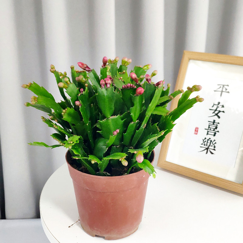 坤哥推荐蟹爪兰四个颜色带花苞发货基地原盆原土室内阳台好养的花