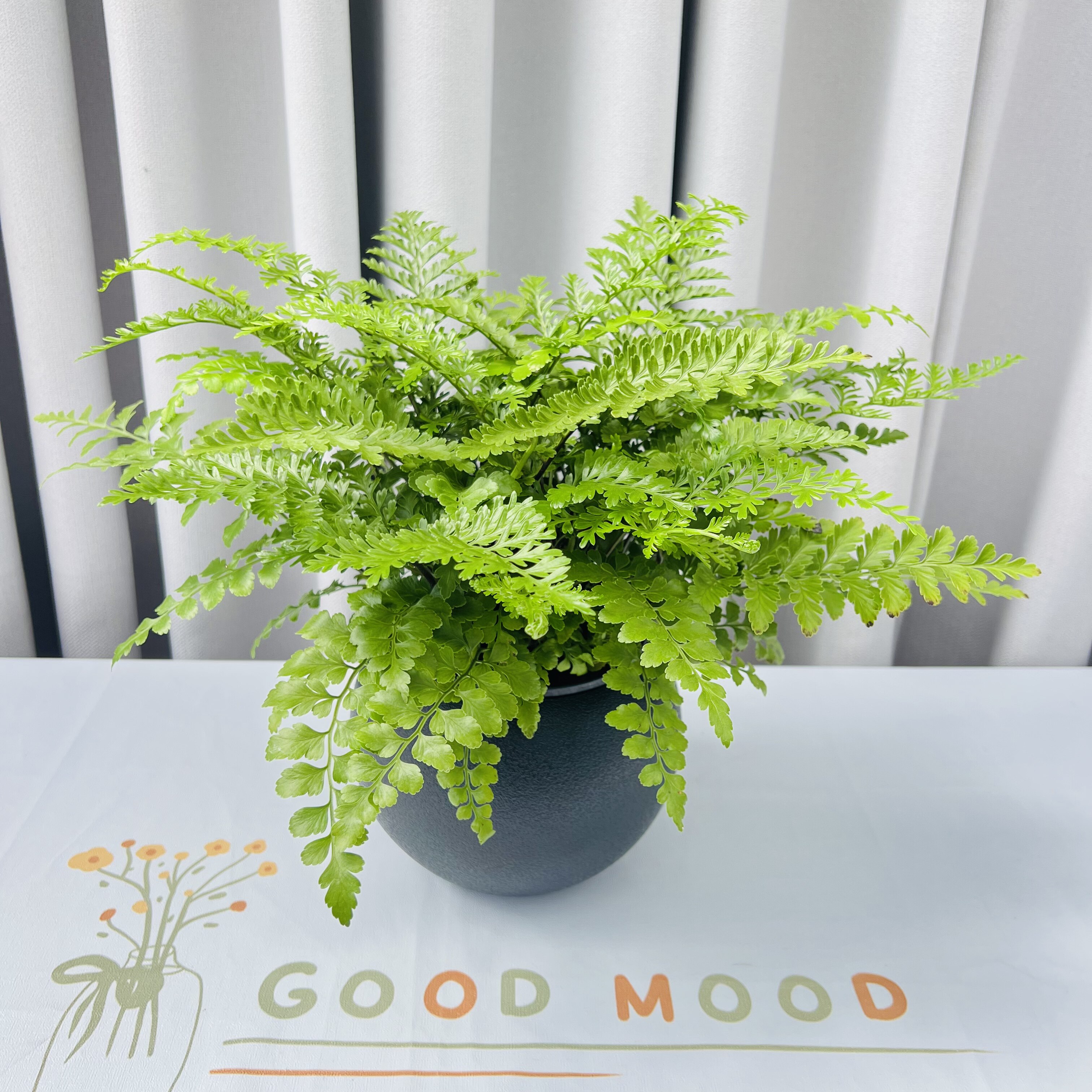 吉姆蕨植物水培植物懒人花卉绿植水培绿植