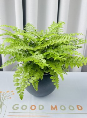 吉姆蕨植物水培植物懒人花卉绿植耐阴耐旱蕨类观叶室内绿植盆栽花
