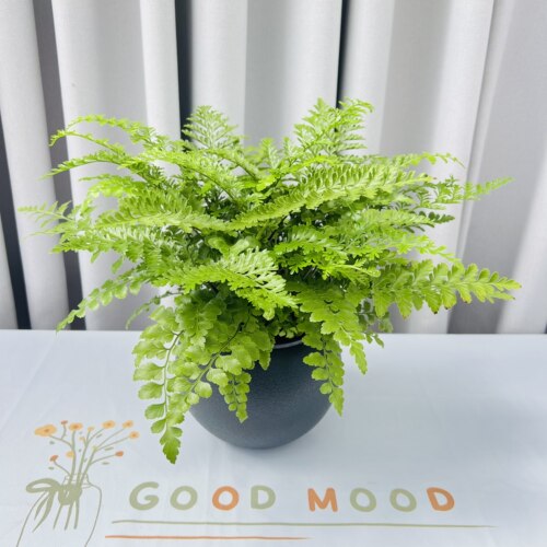 吉姆蕨植物水培植物懒人花卉绿植耐阴耐旱蕨类观叶室内绿植盆栽花