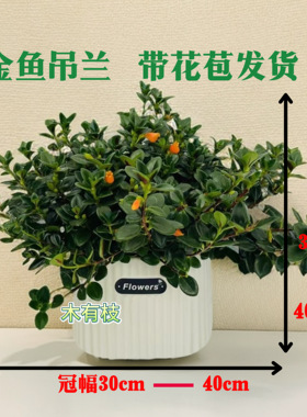 金鱼吊兰盆栽带花苞室内客厅金鱼花卉懒人植物四季开好养家养盆栽