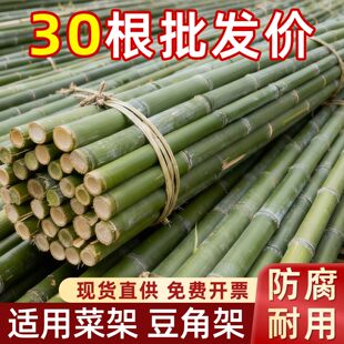 小竹杆爬藤架竹竿菜园搭架豆角黄瓜支架竹篱笆栅栏彩旗竹竿子花架