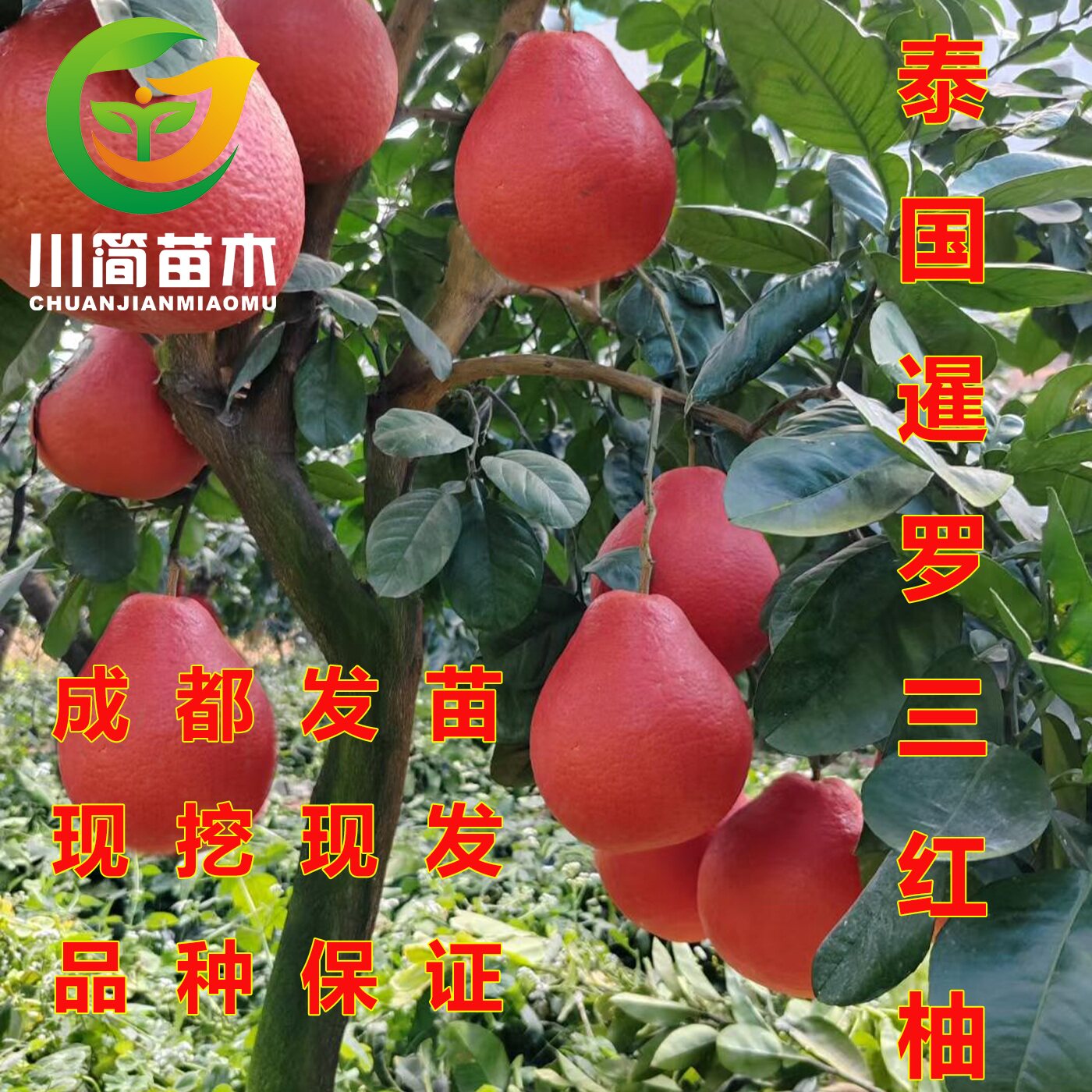 泰国三红柚子苗 暹罗红柚果树苗 红灯笼柚中华红庭院阳台别墅地栽