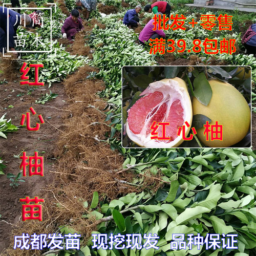 红心蜜柚地栽盆栽川简苗木果树苗