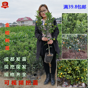 嫁接四季脆皮金桔树苗小橘子果油皮金桔树苗柑桔盆栽地栽当年结果