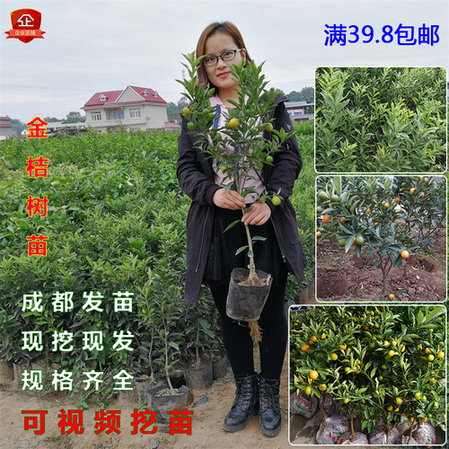 四季脆皮金桔树苗油皮当年结果