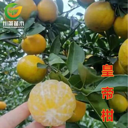 嫁接贡柑皇帝柑树苗柑橘树苗