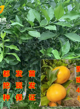 柑桔阿蜜达爱媛46号树苗新品种