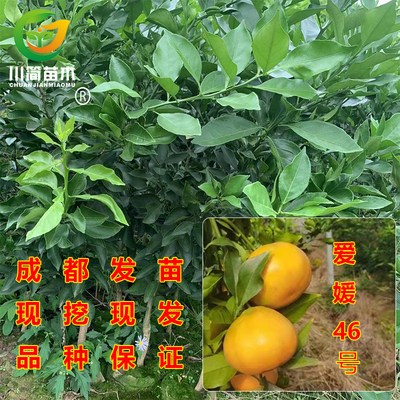 柑桔阿蜜达爱媛46号树苗新品种
