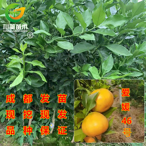 柑桔阿蜜达爱媛46号树苗新品种