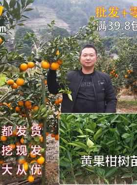 常绿晚熟黄果柑树苗黄金柑树苗