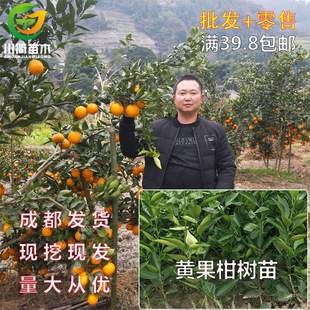 四川优质嫁接橘子黄果柑树苗青果黄金柑桔树苗家用养杯成活高