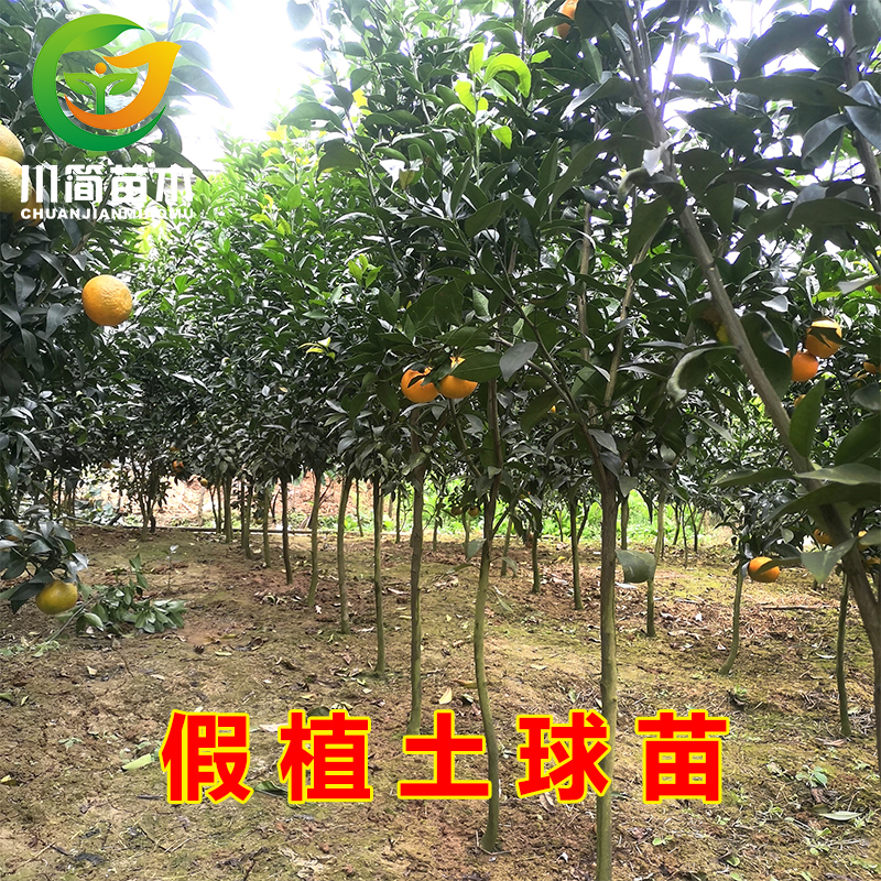 四川基地品种直播苗木