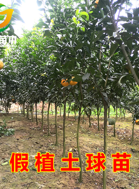 四川成都川简苗木种植专业合作社基地直发品种保证  直播专拍链接