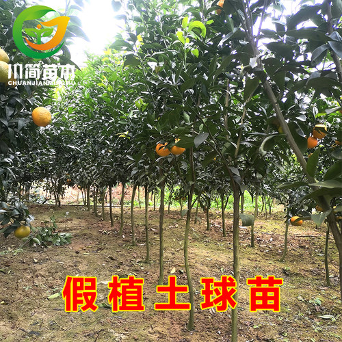 四川基地品种直播苗木