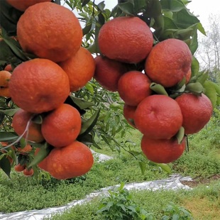 朝霞晚艳 红韵香柑 柑桔树苗果香味橘子气味独特口感香醇嫁接柑桔