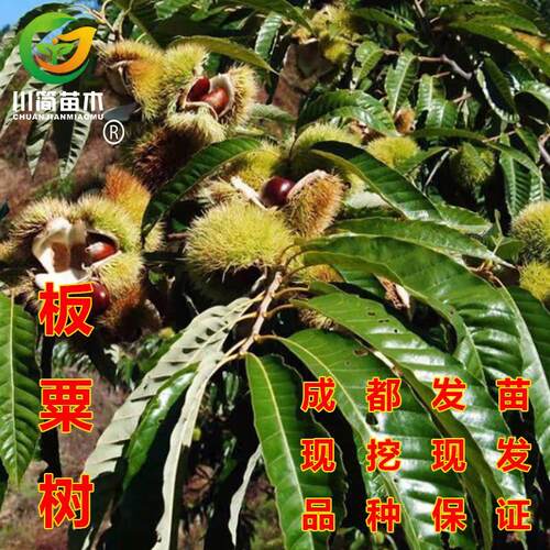 嫁接板栗苗大红袍油栗子苗果树苗