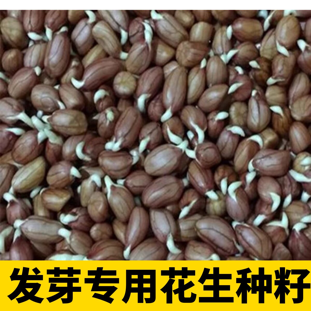 新鲜手剥花生米可做种子发芽菜种植花生芽专用种子带壳生花生种子