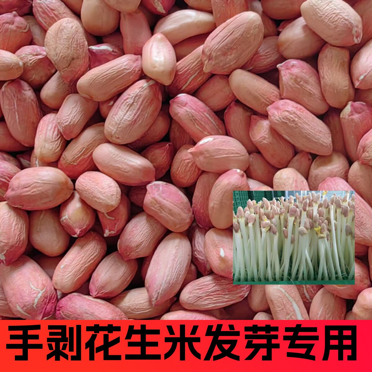 花生芽苗种子籽专用水培种植高产薄壳花育9616新手拨花生米大颗粒图片