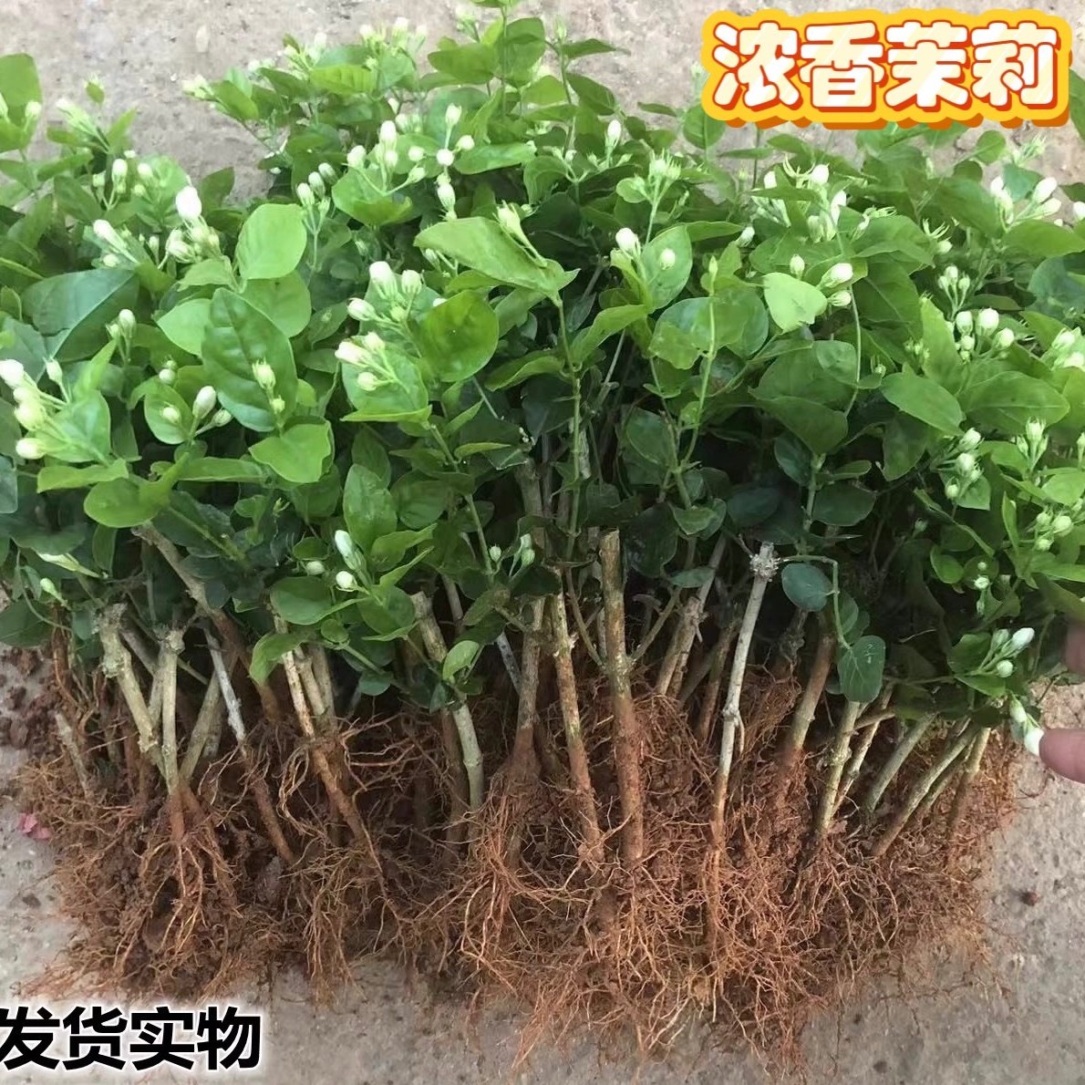 重瓣茉莉花苗带花苞可食用室内阳台清香绿植驱蚊好养花两年苗